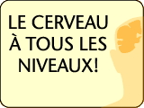 Cerveau_niveaux