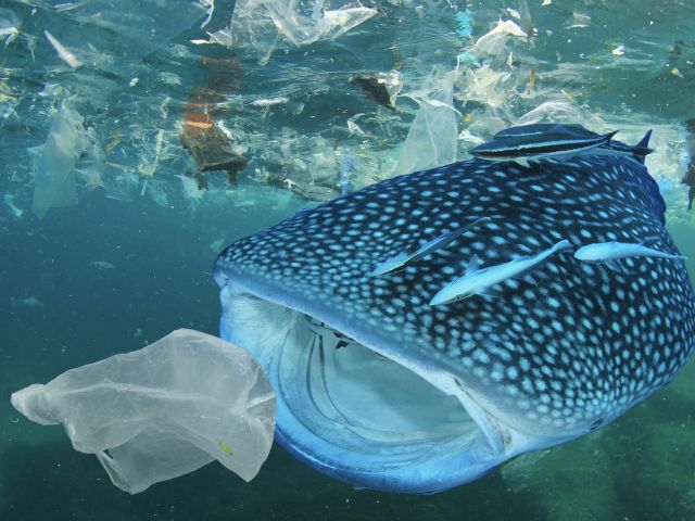 plastic,ocean,baleine,whale,poisson,fish,health,pollution