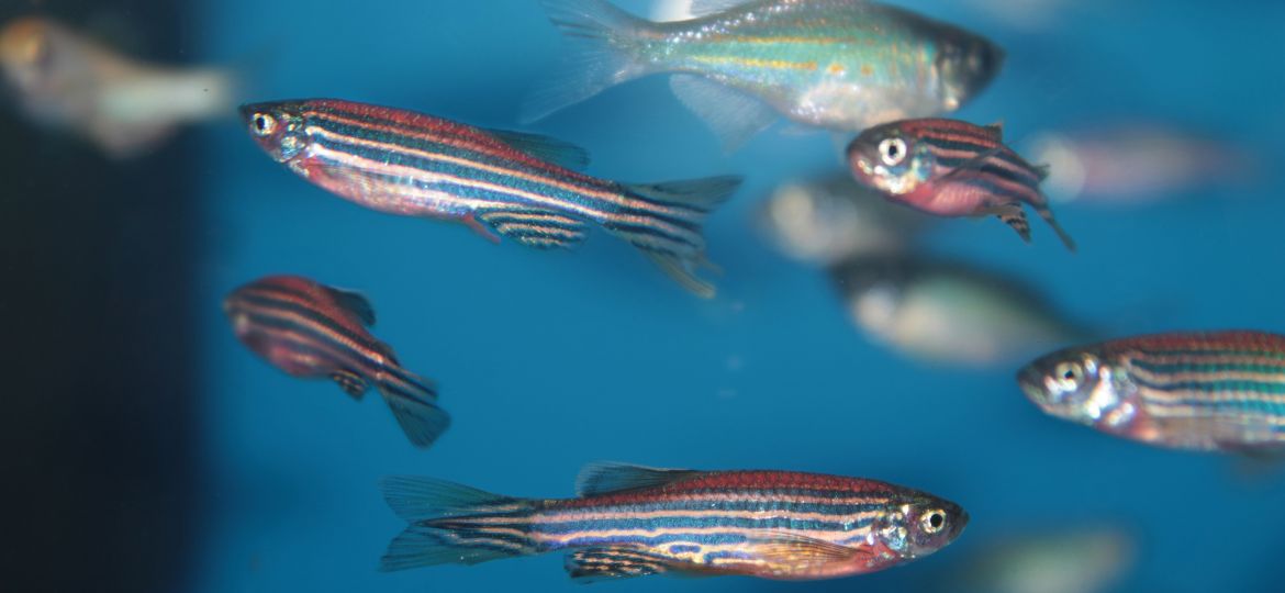 Zebrafish